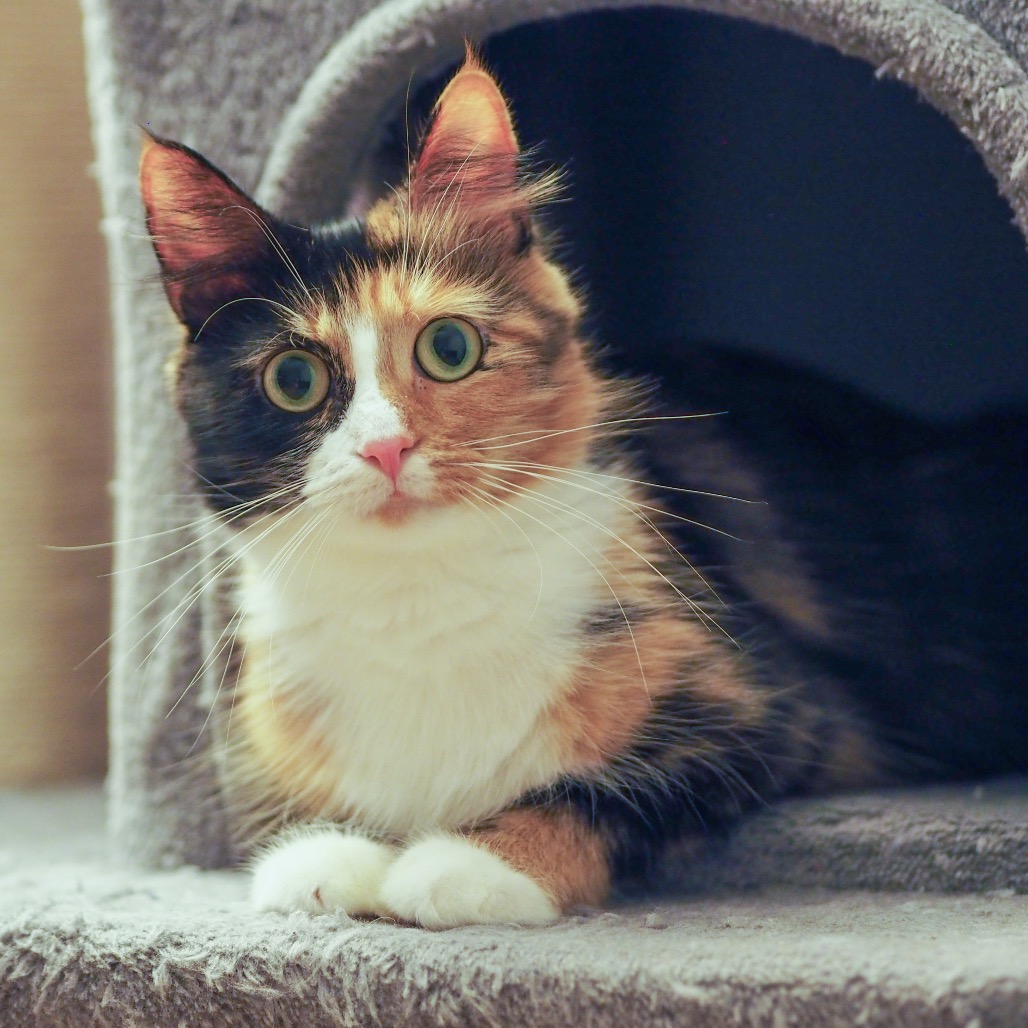 Rosie