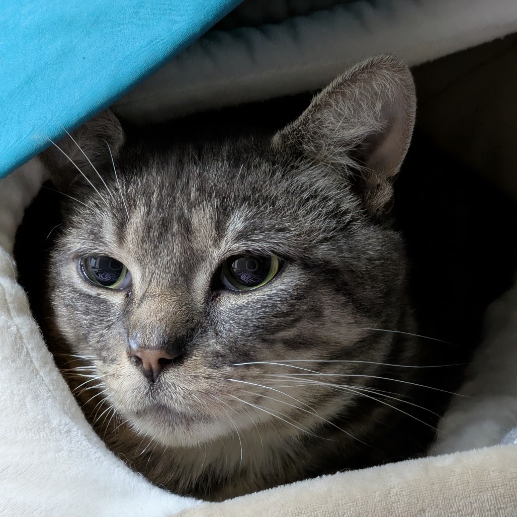 Boots-Adoption Pending