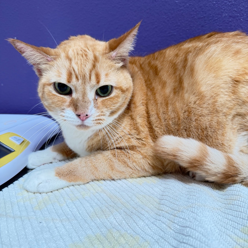 Clementine, photo 2