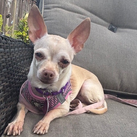 Animal named Pebbles Animal named Pebbles