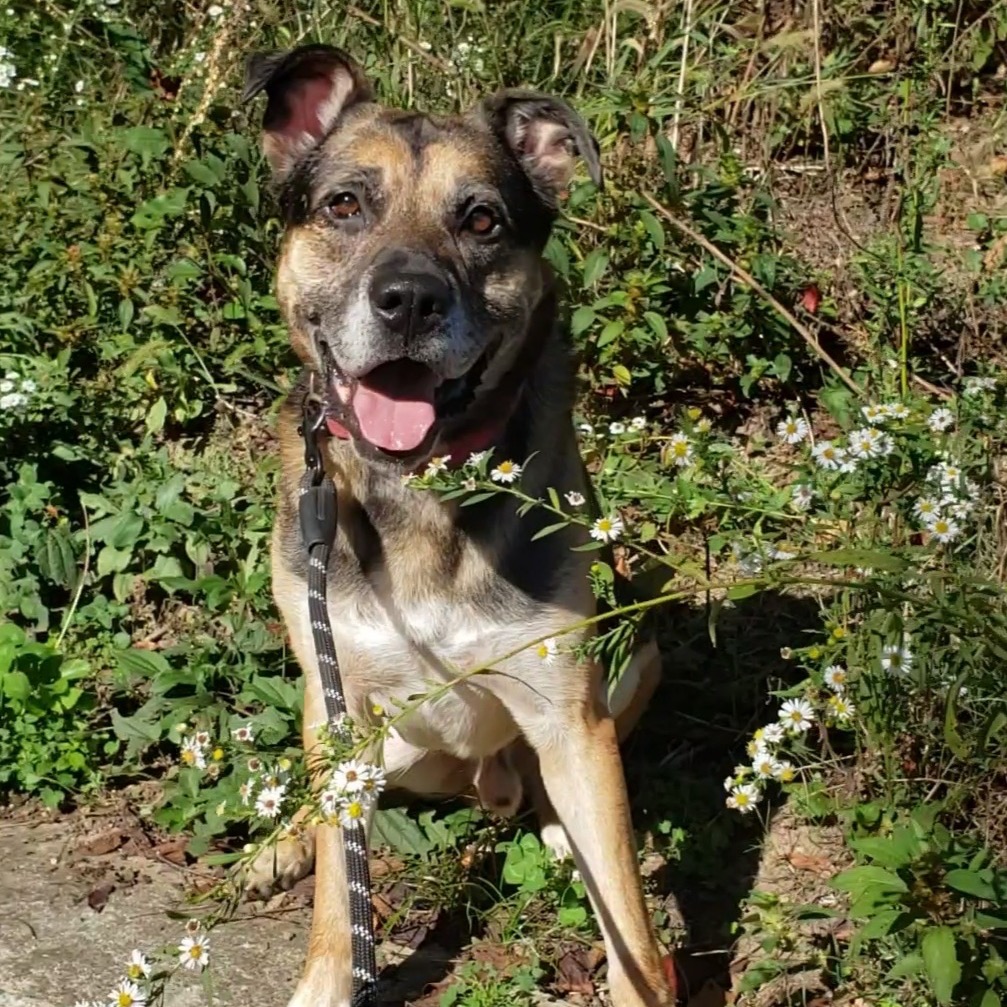 Ranger, photo 14
