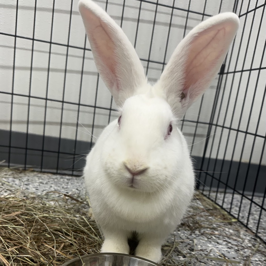 Judy Hopps, photo 2