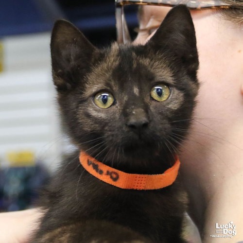 OREGON - Domestic Shorthair available for adoption