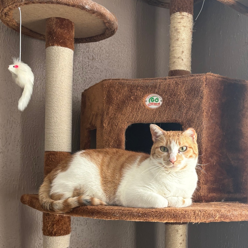 Pumpkin Pie