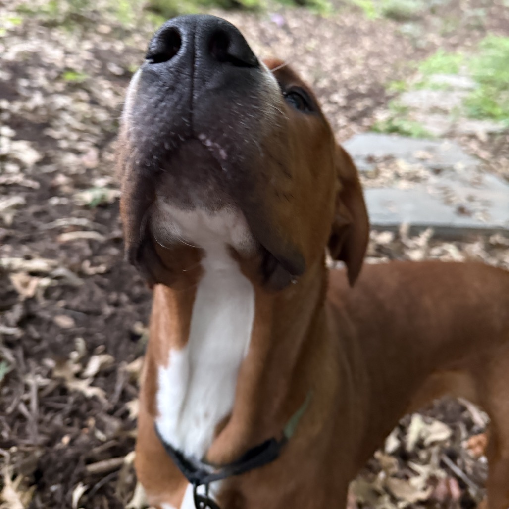 Gumbo, photo 18
