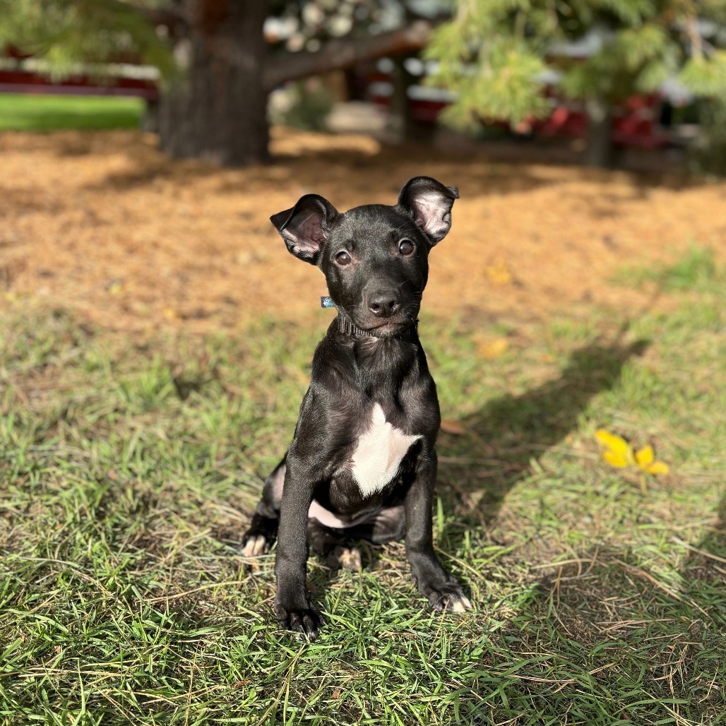 Lake--In Foster***ADOPTION PENDING***