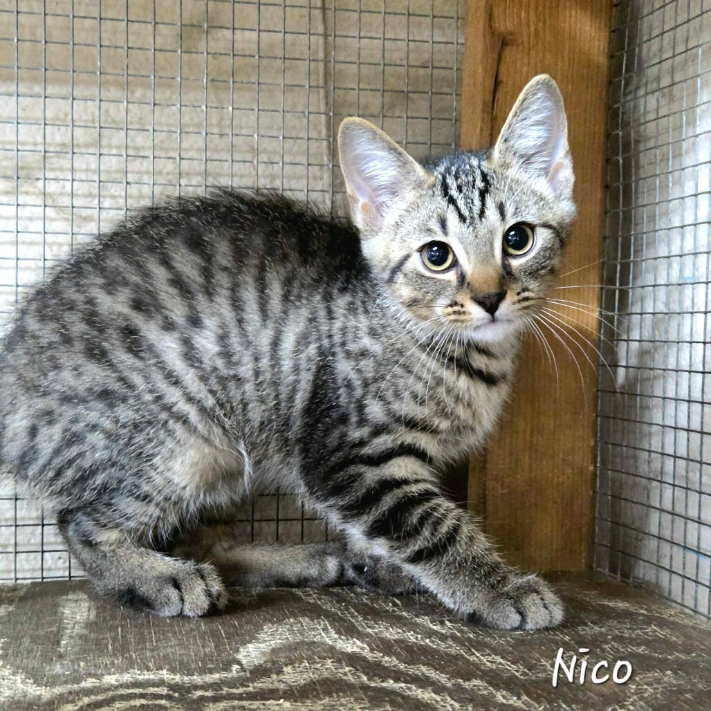NICO - Domestic Shorthair available for adoption