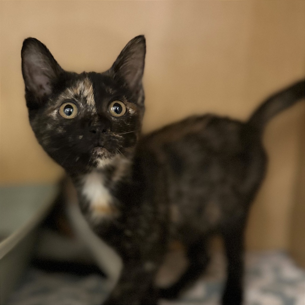RUNT - Domestic Shorthair available for adoption