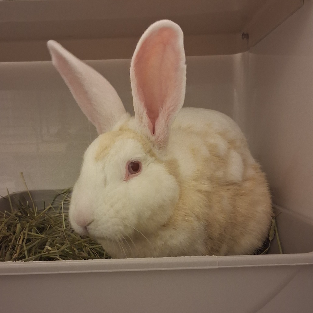 HARVEY NOMAD - American available for adoption