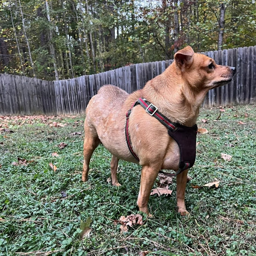 Samara — thumbnail 3