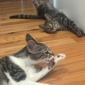 Fudgesicle, photo 12