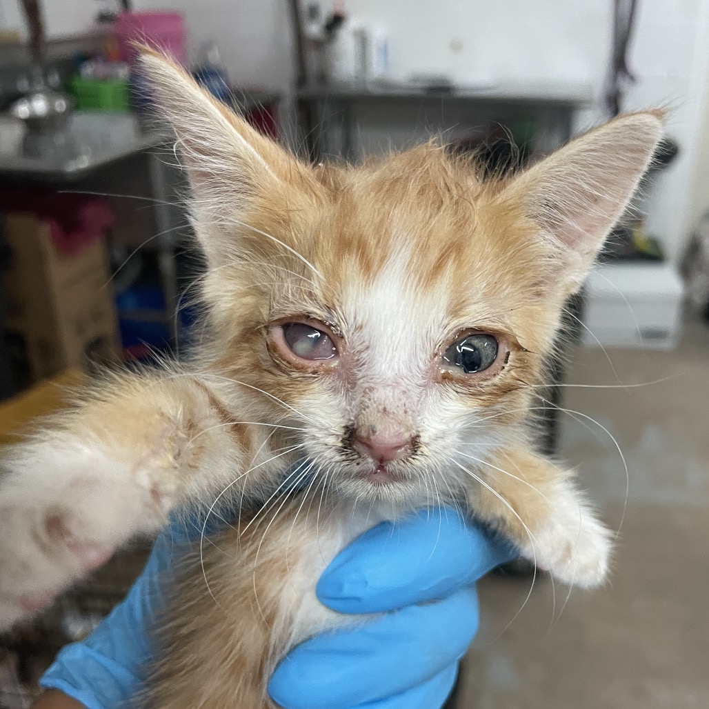 ORANGE - Domestic Shorthair available for adoption