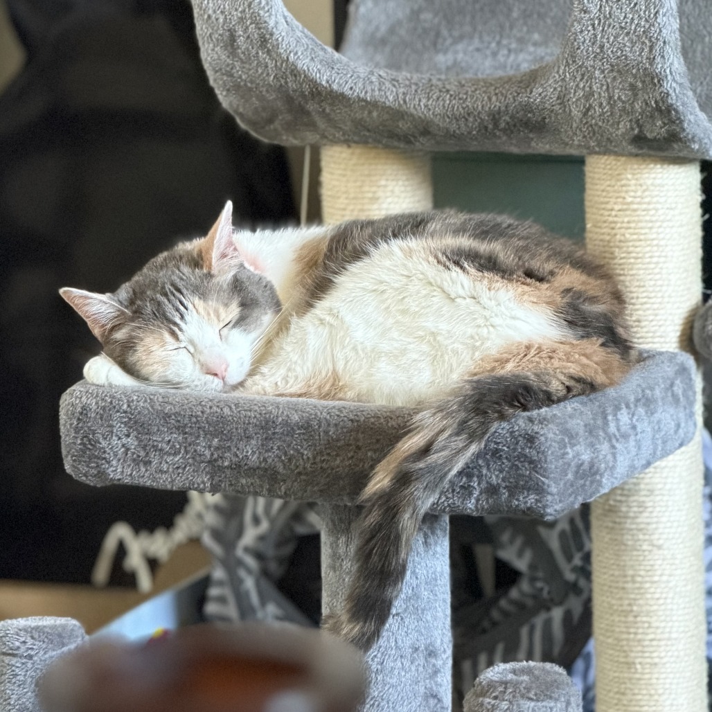 Kali, photo 7