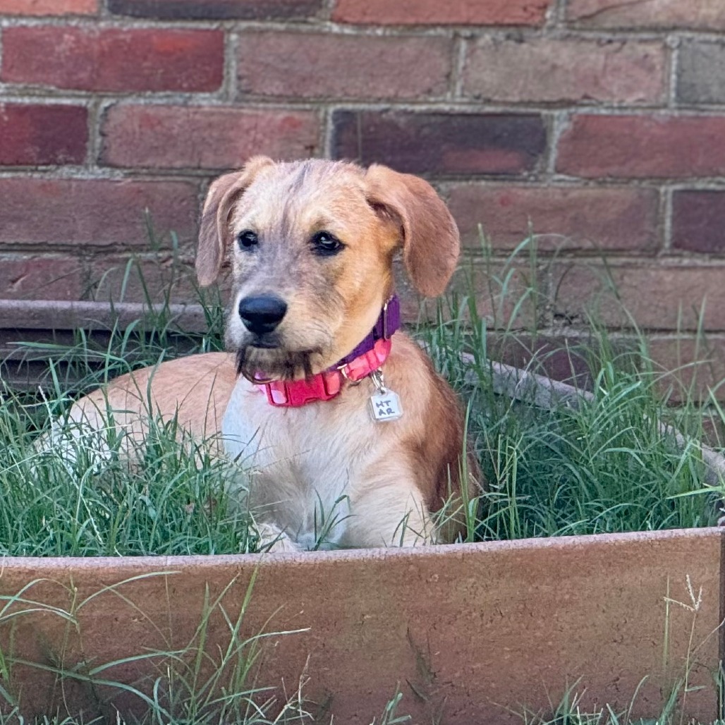 Buffy — thumbnail 4