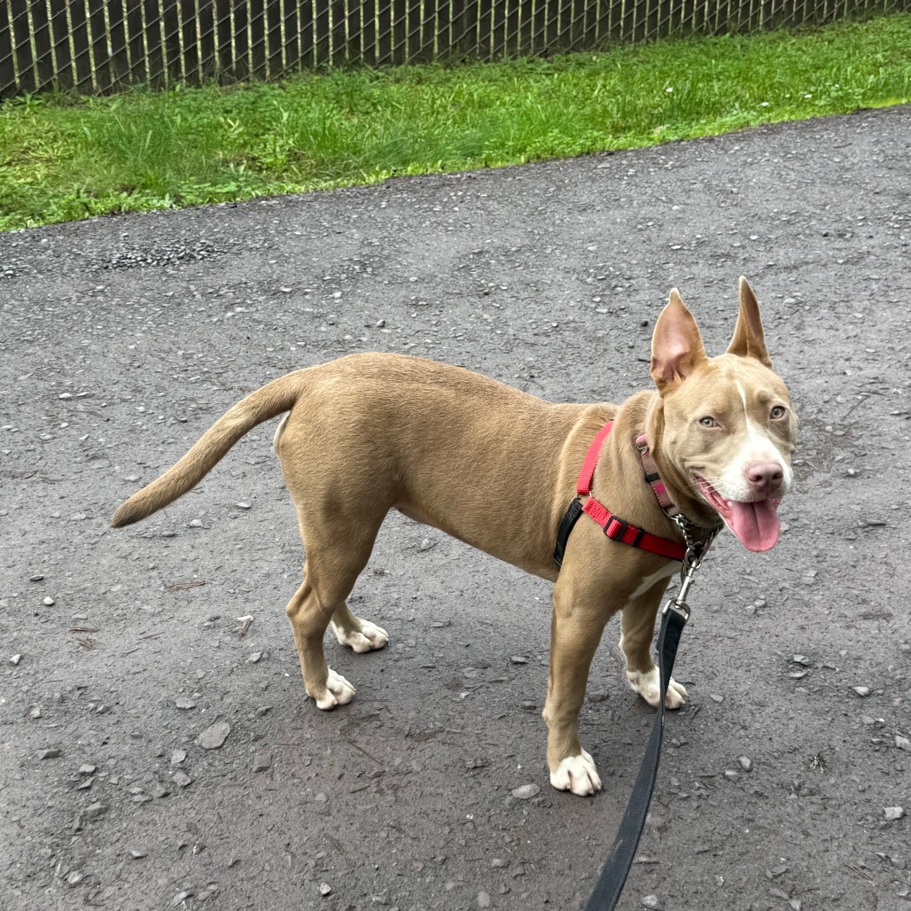 Chulla — thumbnail 4