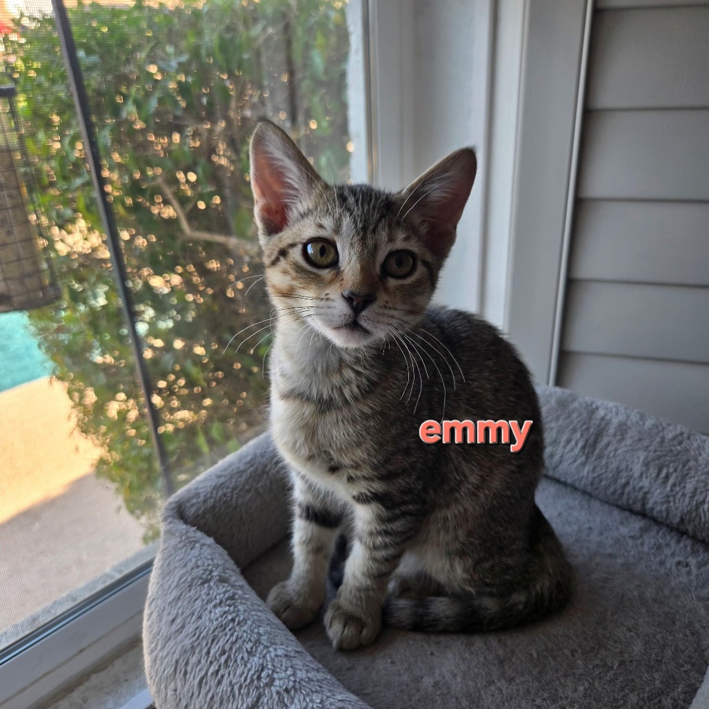 Emmy