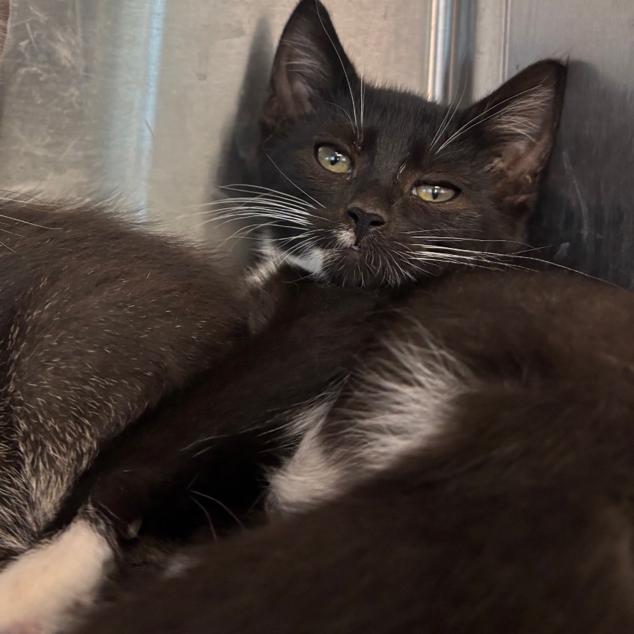 GILES - Domestic Shorthair available for adoption