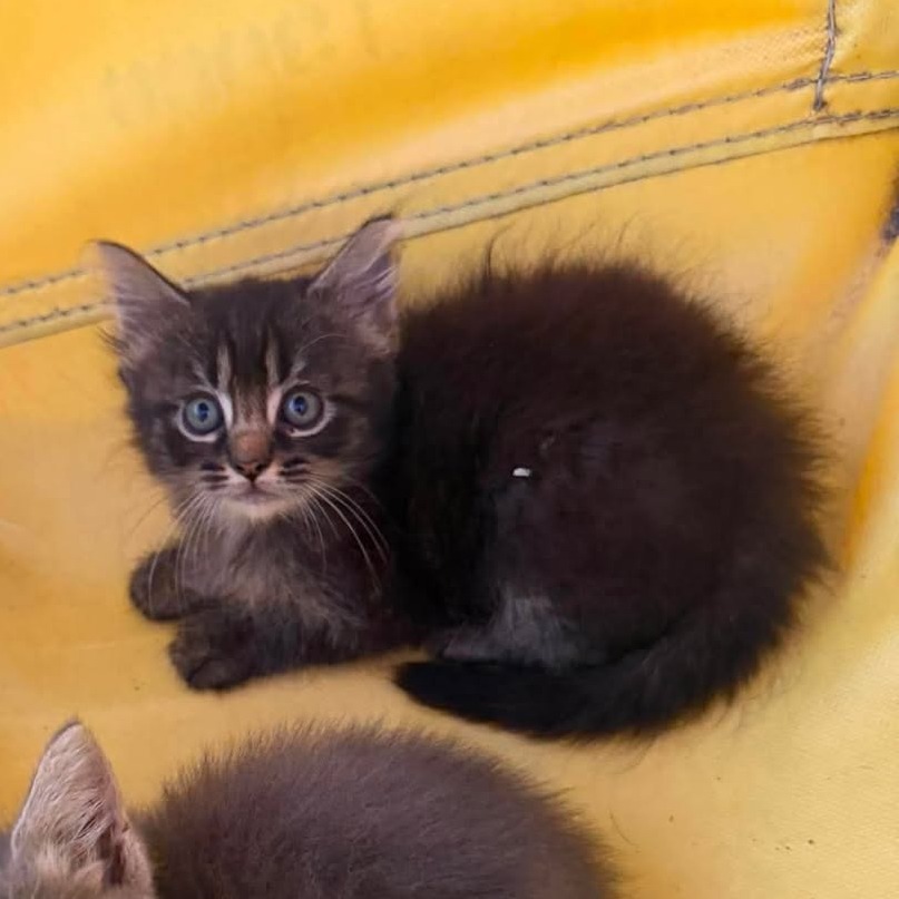 ASTRO - Domestic Medium Hair available for adoption