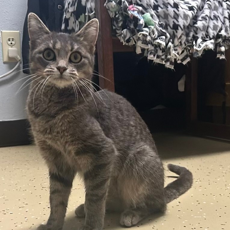 Feliciana--In Foster***ADOPTION PENDING***, photo 6