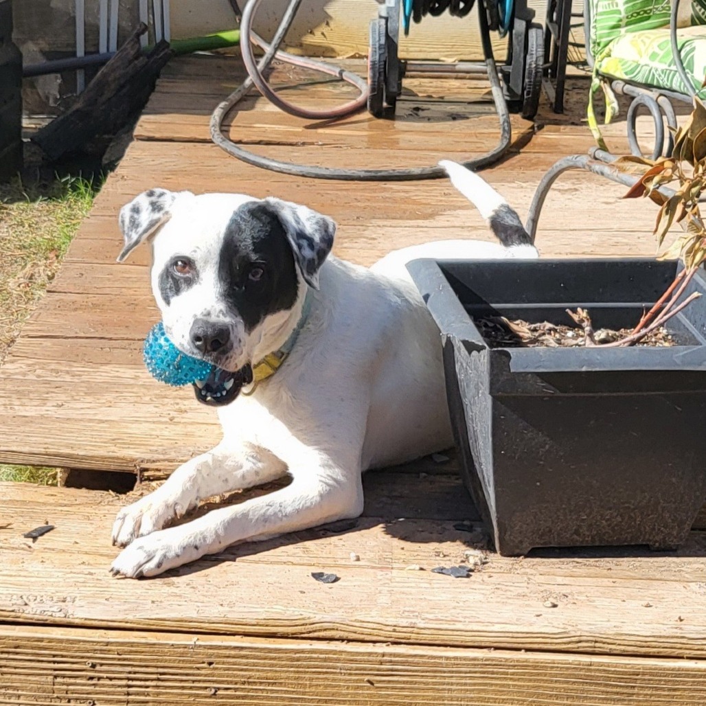 Dutchess — thumbnail 7