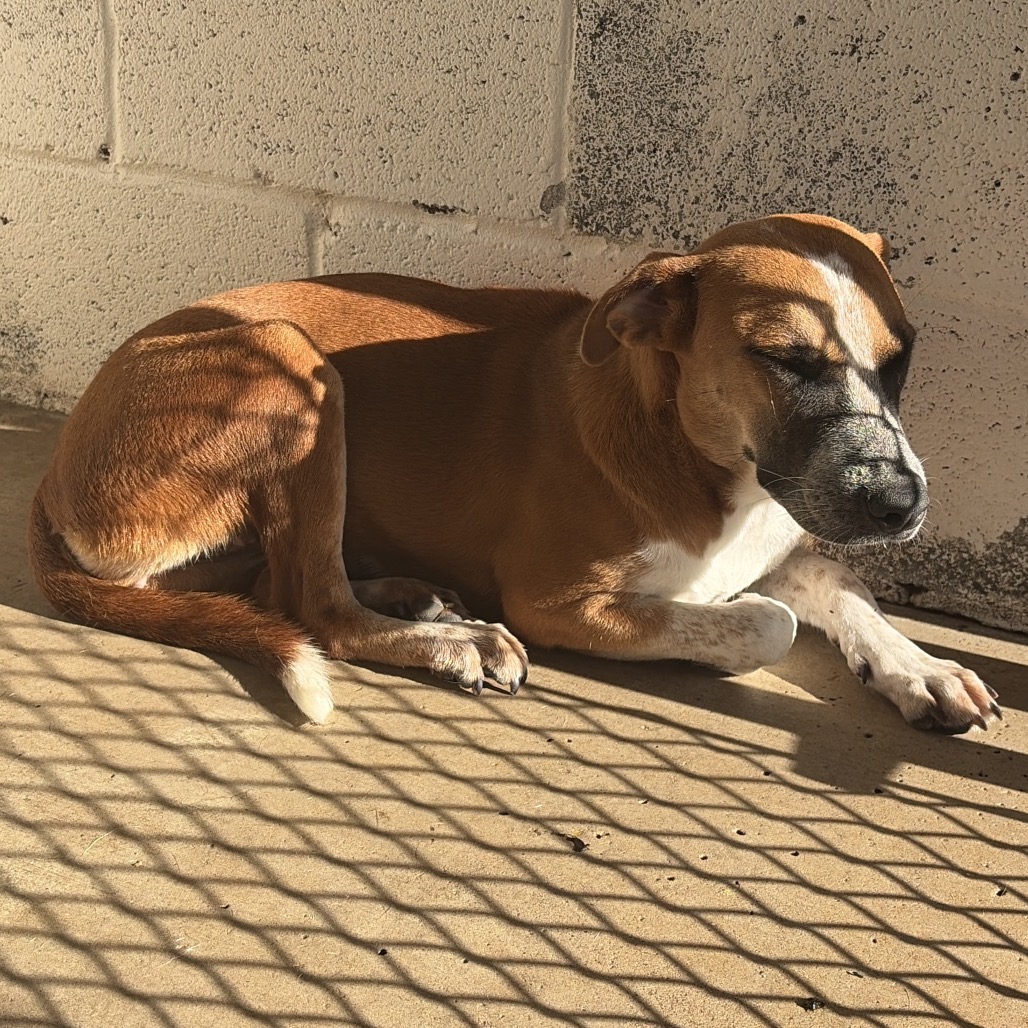 ARLETTE - Cattle Dog, Australian (Red Heeler) / Shepherd available for adoption