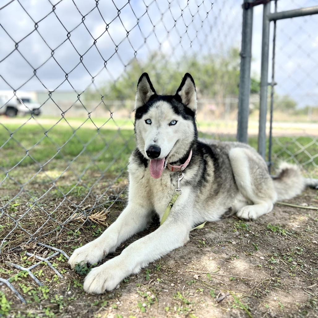 WALTER - Husky available for adoption