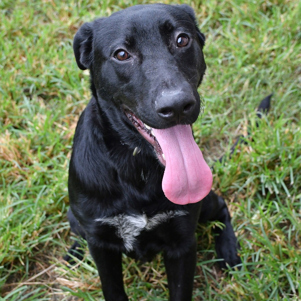 CLYDE - Retriever / Black Labrador for adoption in Beaumont