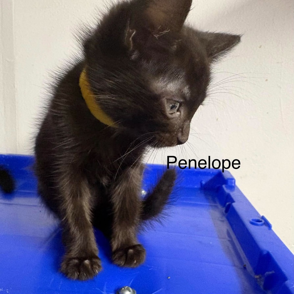 Penelope, photo 10