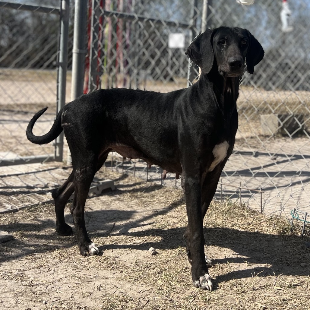 FLAVIA - Hound / Mix available for adoption