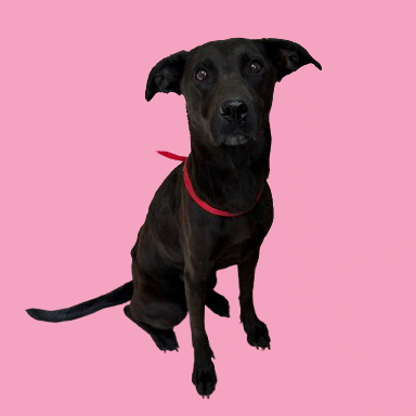 Sadie