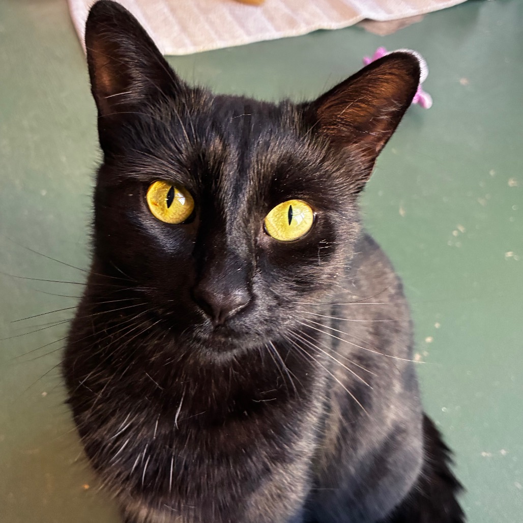 Salem
