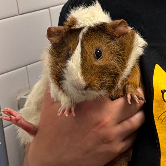 Photo of Olive (& Potato) 3