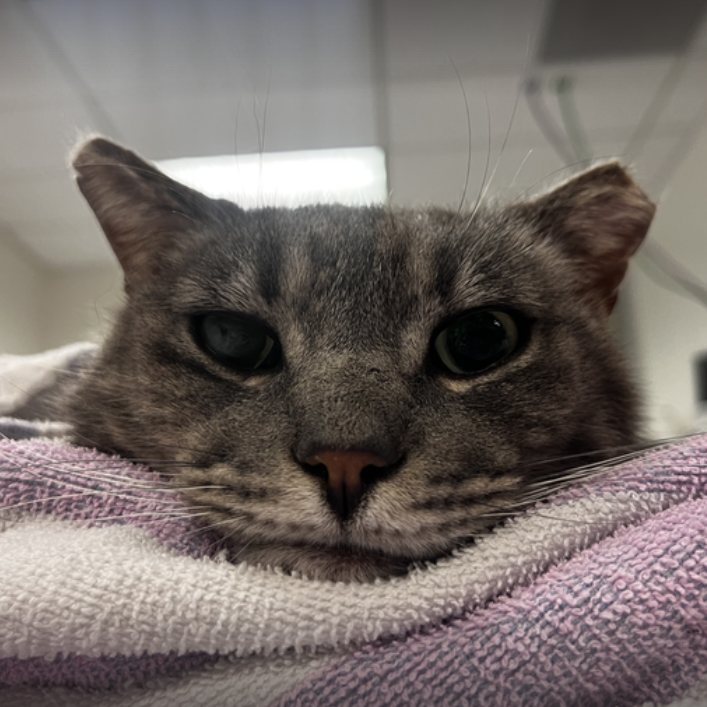 Riff - Domestic Medium Hair