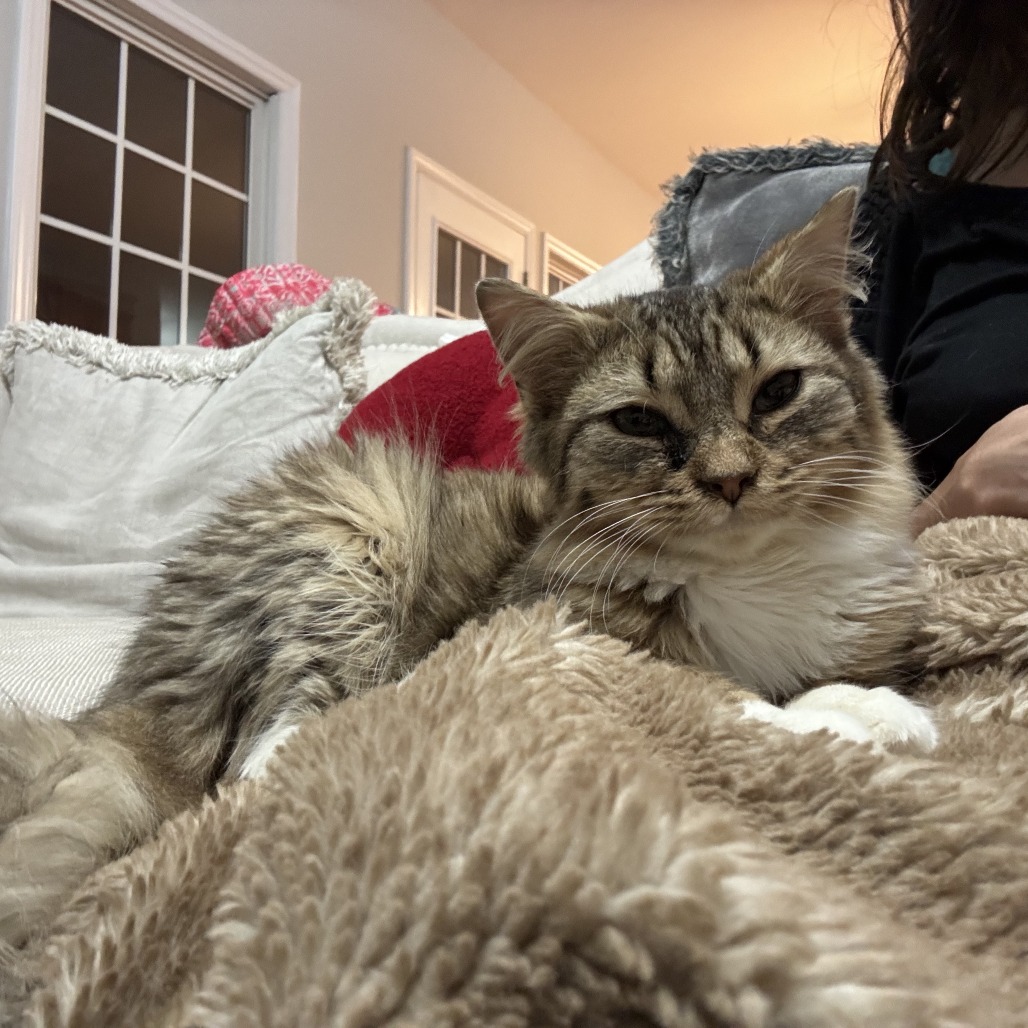 Moxie — thumbnail 4