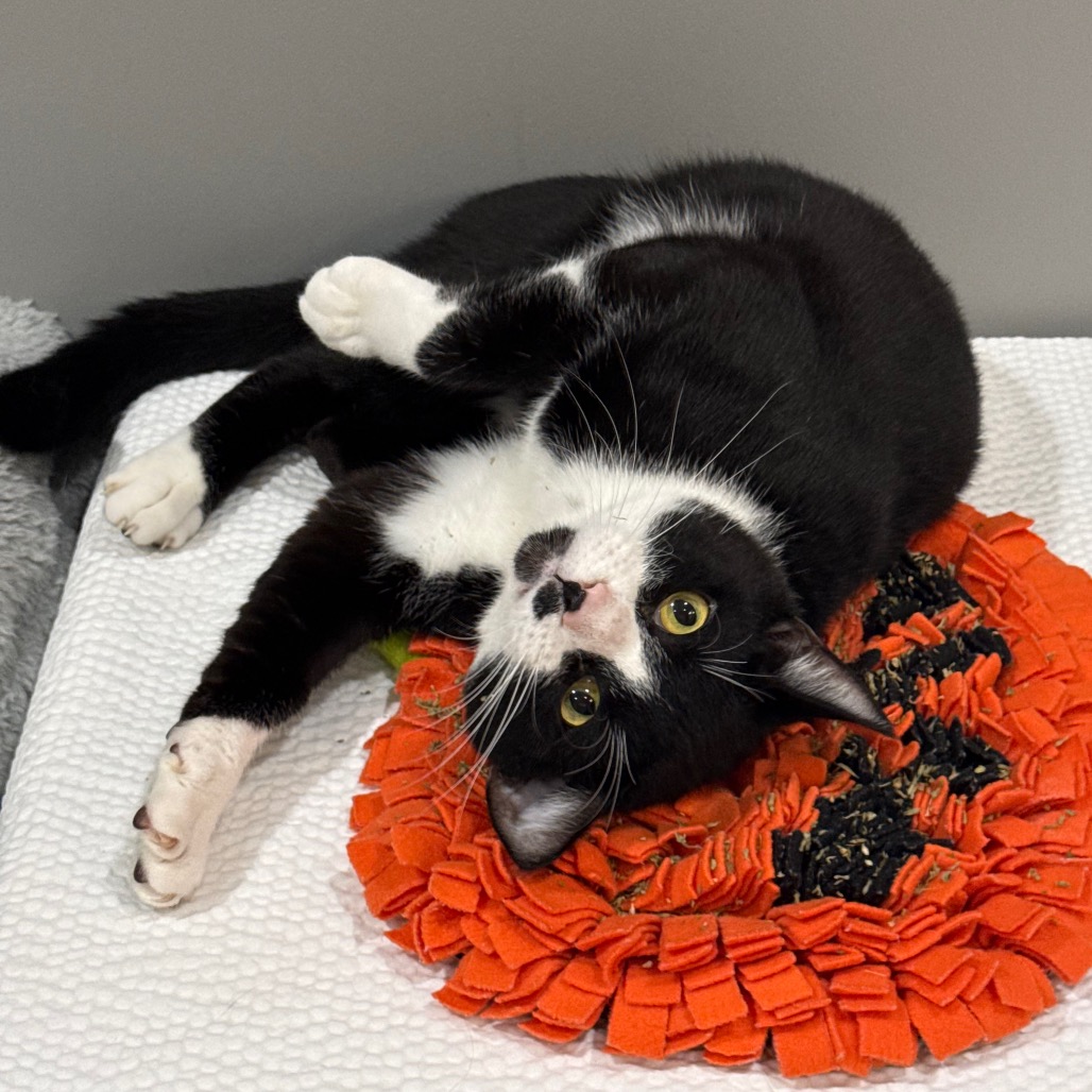 ROYAL - Domestic Shorthair available for adoption