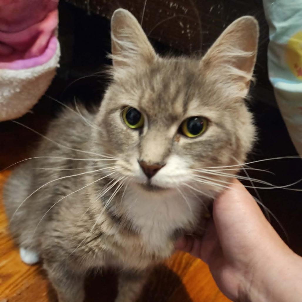 GRACIE - Domestic Medium Hair available for adoption