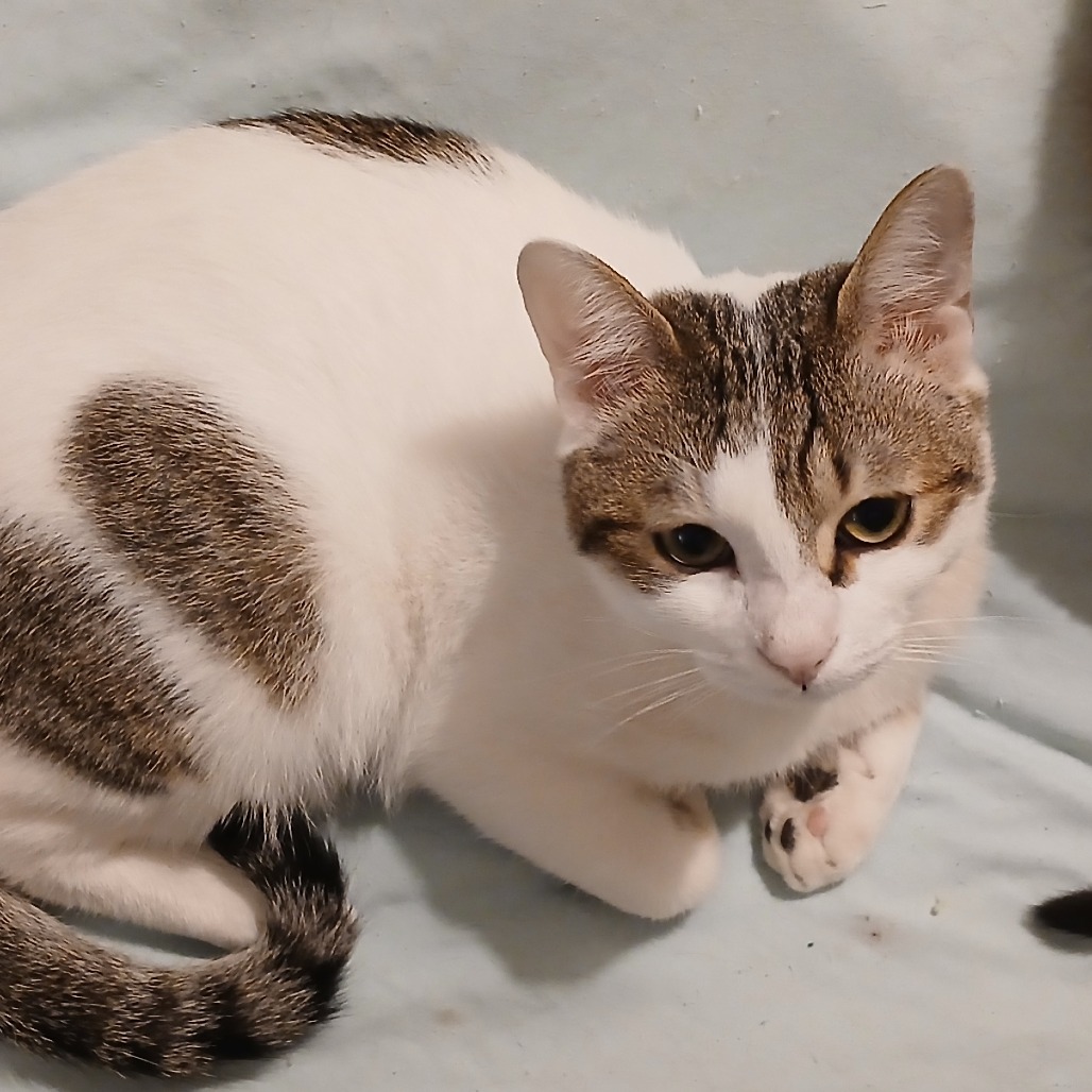 Bozo - Jordan — thumbnail 2