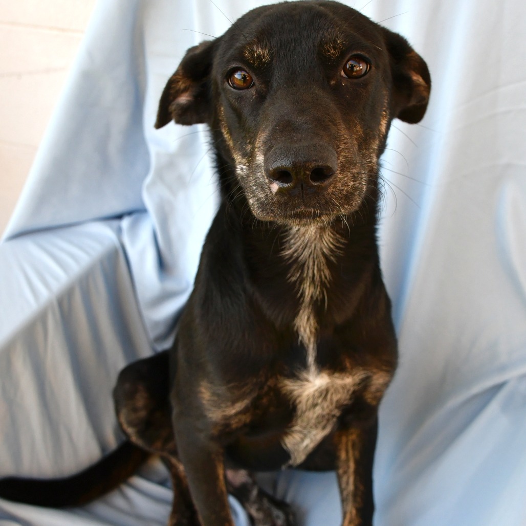 AARON SAMUELS - Shepherd available for adoption