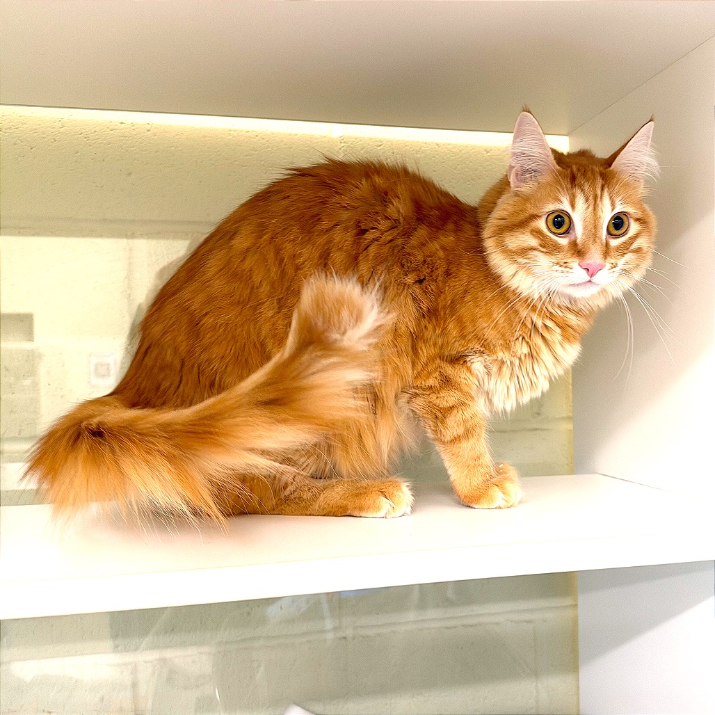 CHOPPER - Domestic Shorthair / Domestic Shorthair available for adoption