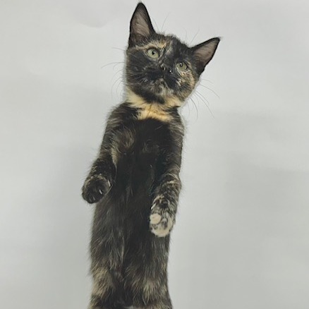 ROLO - Domestic Shorthair available for adoption