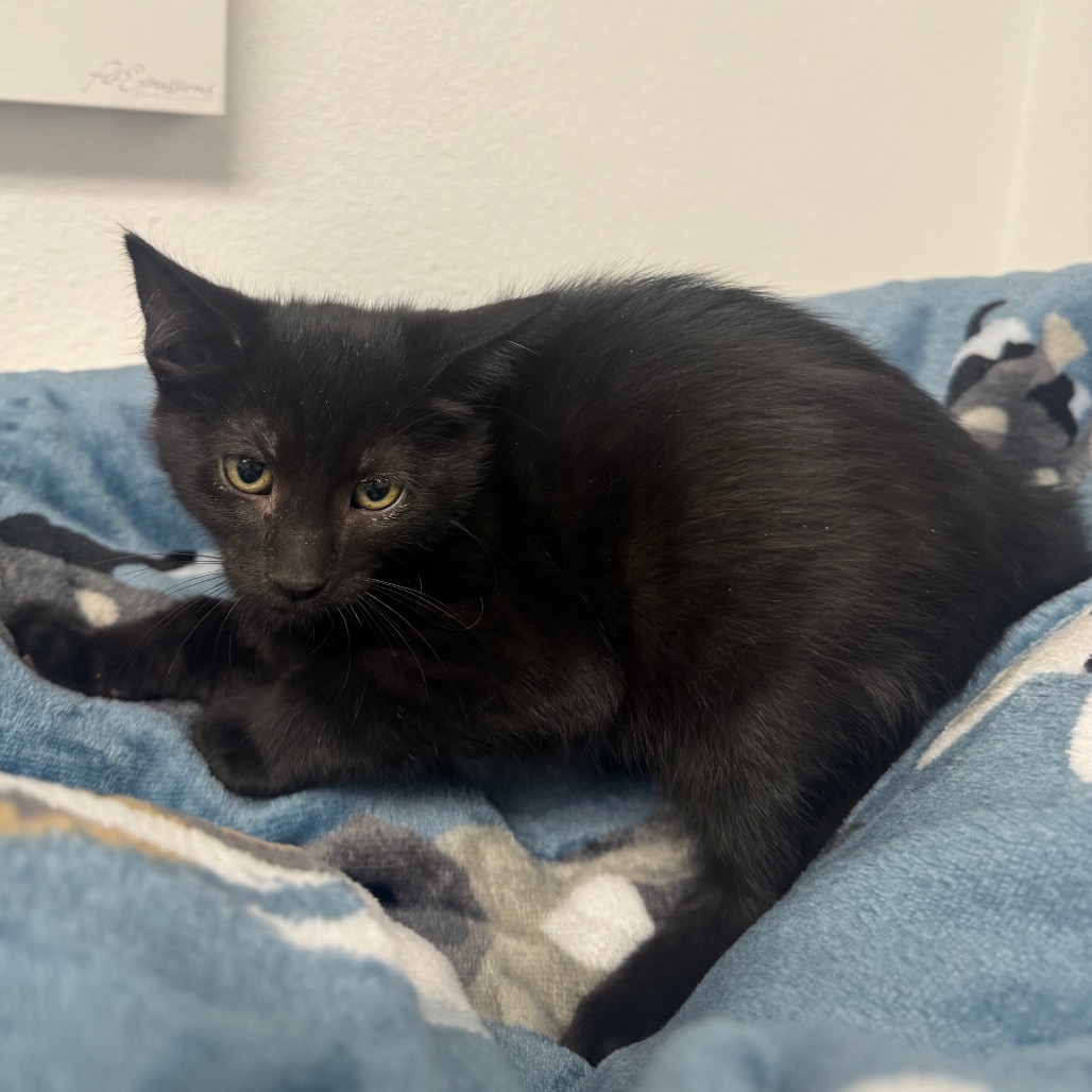 GANDOLPH (NO COLLAR) - Domestic Shorthair available for adoption