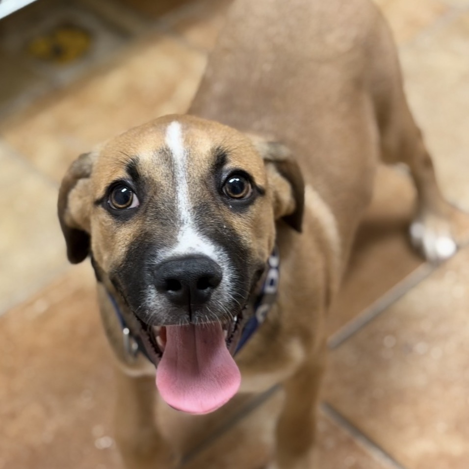 FWT ADAM - Mixed Breed (Medium) available for adoption