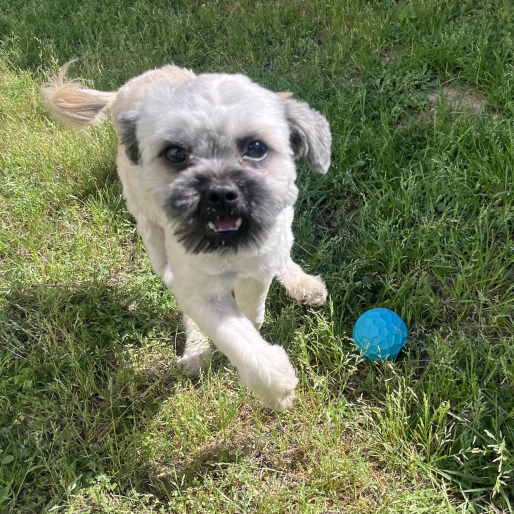 Camo Rescue Laso is available for adoption at CAMO Rescue