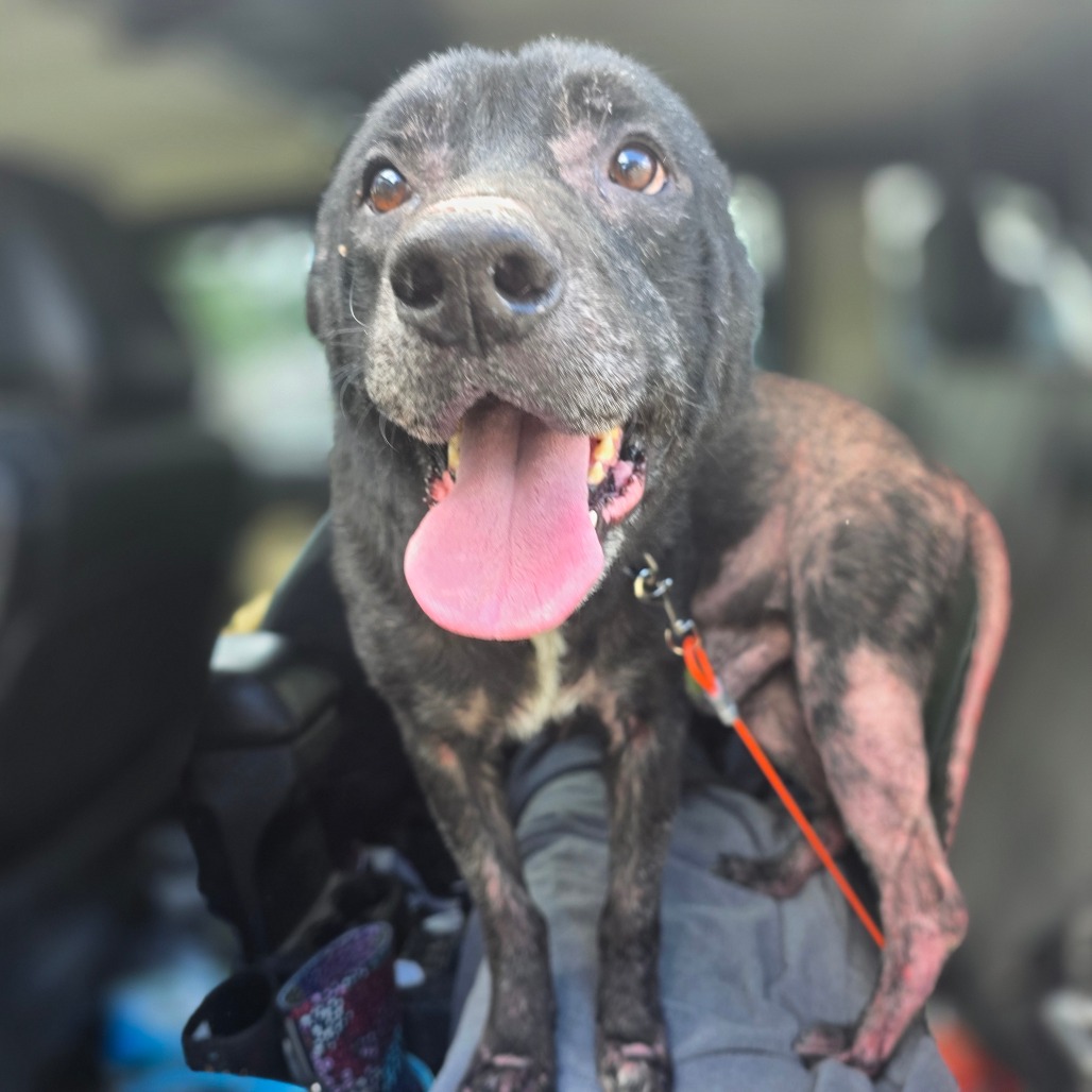 Dozer, photo 2