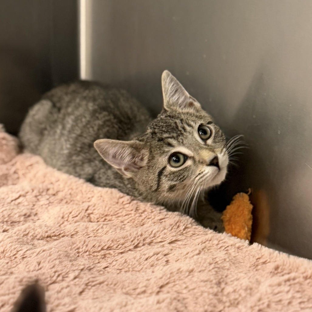 LAMBORGHINI - Domestic Shorthair available for adoption