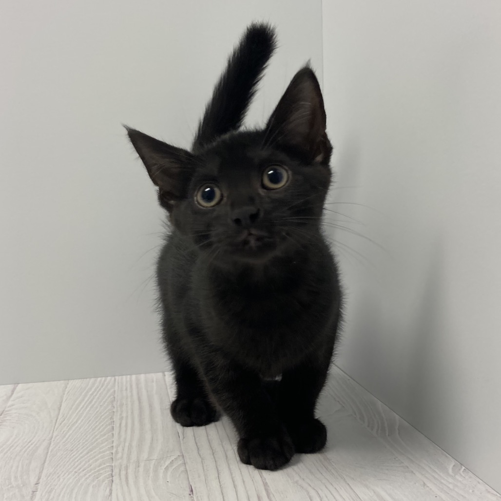 JAKE - Domestic Shorthair for adoption in Dayton