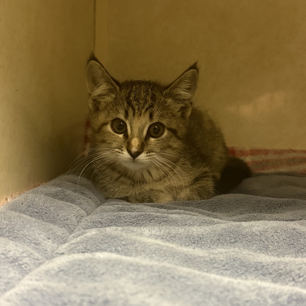 Serval, available for adoption