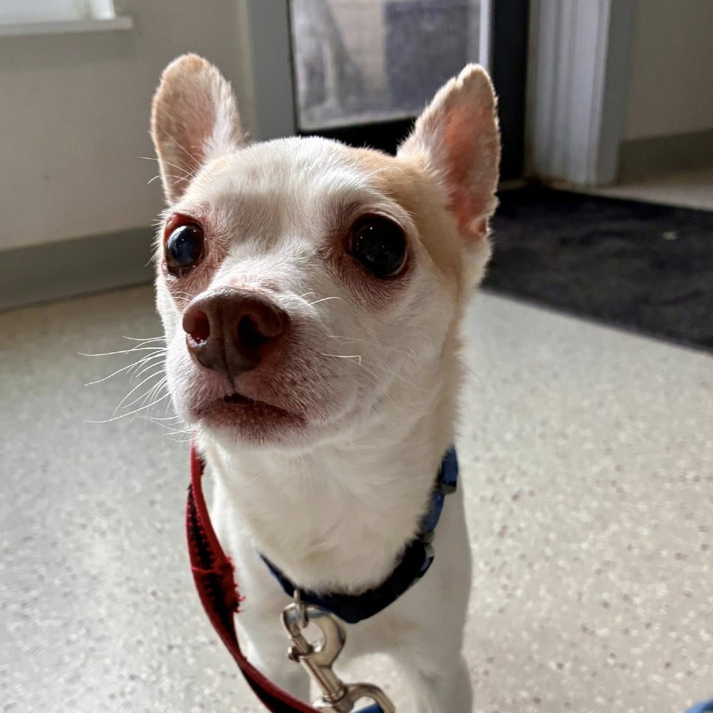 Butterscotch — thumbnail 2