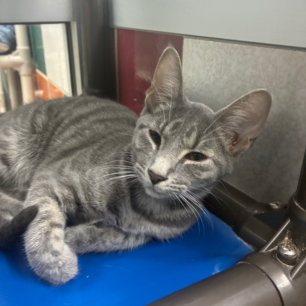 AQUARIUS - Domestic Shorthair available for adoption