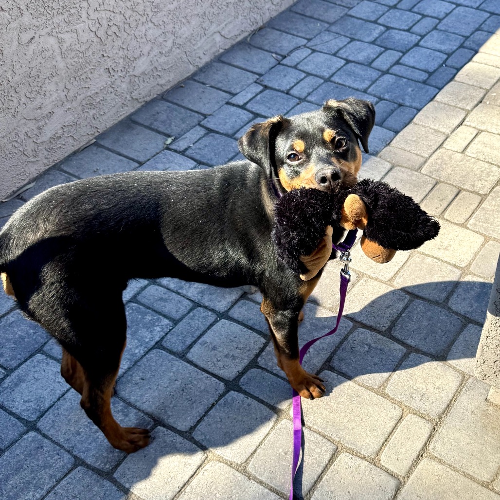 Bentley, photo 7